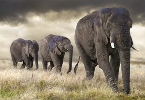 Elephant parade